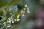 Butler's sandparsley